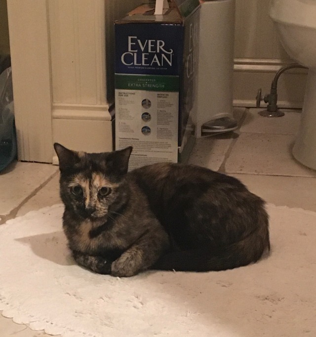 Today Maisie decided that the Ideal Place to Chill is...the bathroom rug. i mean ok u do u i guess ¯\_(ツ)_/¯