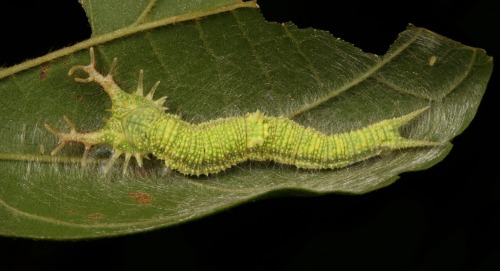 sinobug