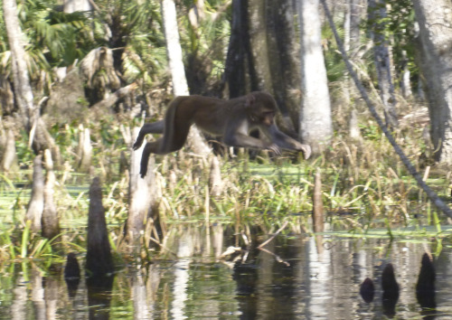 Monkeys of the Silver River