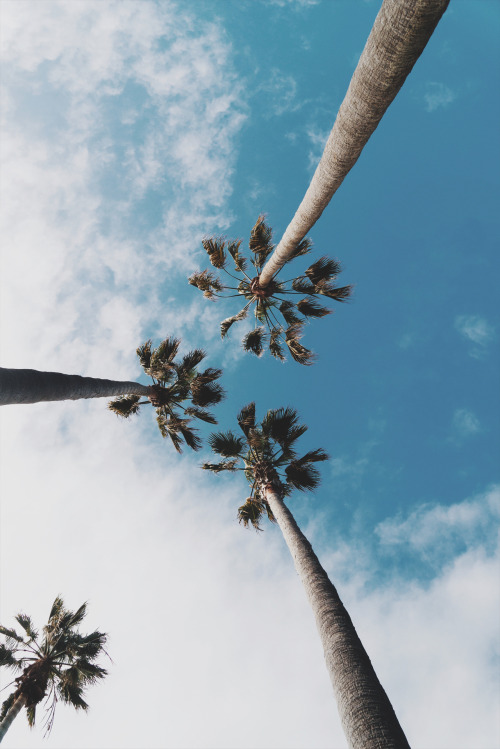 souhailbog:Trees Palms By Wil Stewart | More