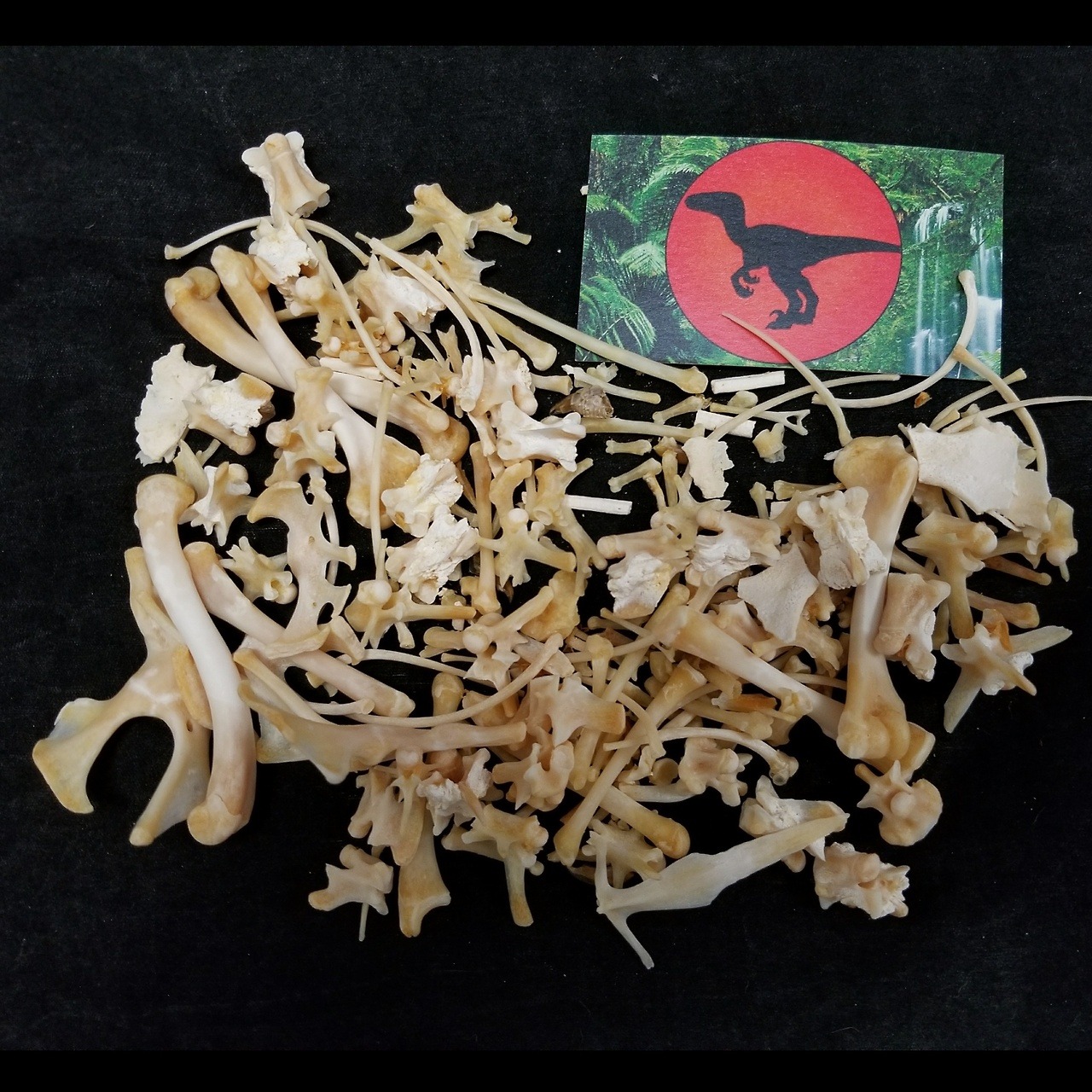 Natural Selections — These are real Green Iguana bones! Sourced from an...