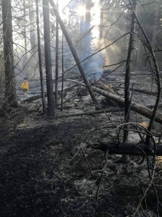 Otkrivene velike šumske krađe na području kojim gospodari Šumarija Glamoč