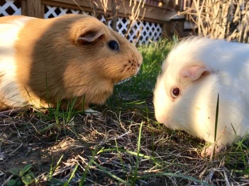 adventuringbeans:The pigs got to go outside and eat grass for...