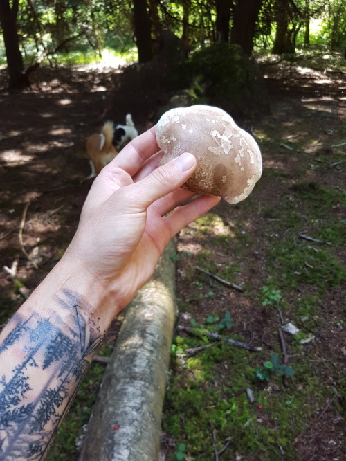 purebushcraft:Piptoporus Betulinus more commonly known as...