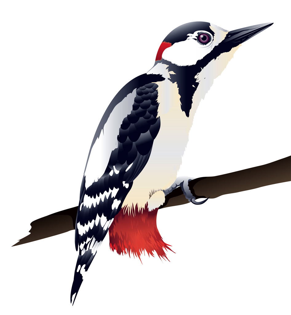 roboellis: stuff I've made • Vector Illustration of Woodpecker, by ...