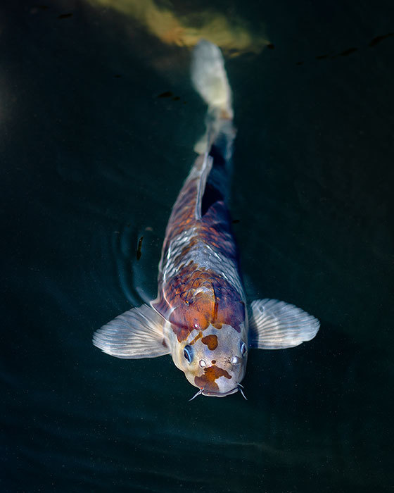 sl 974 — Blue Koi Fish