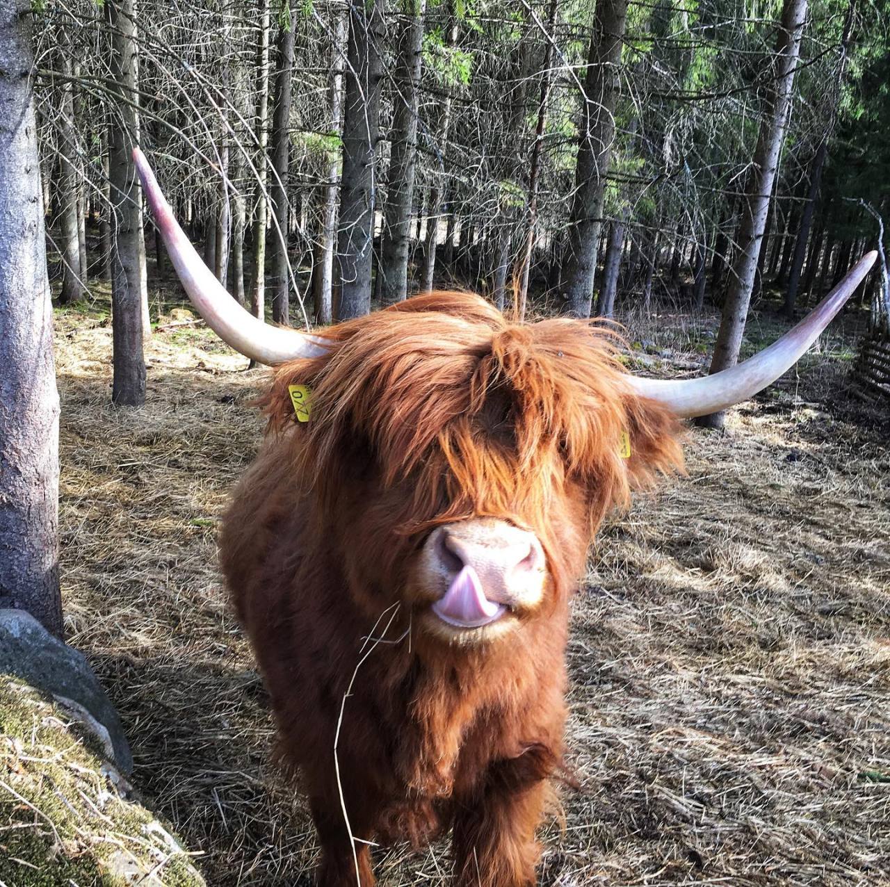 Highland Cattle Of Saarela — https://www.instagram.com/p/BQIoXHfFjZX/