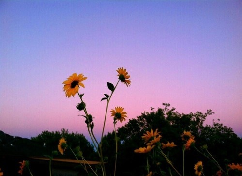 foto girasole | Tumblr