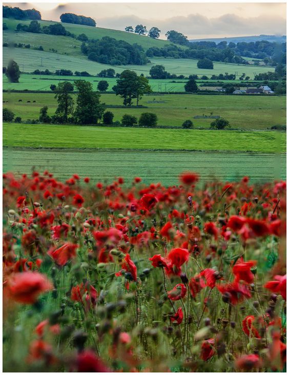 Bellasecretgarden — (via Poppy field in Wiltshire, England | England...