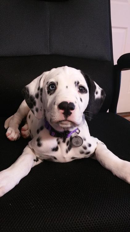 Dalmatian Puppy On Tumblr