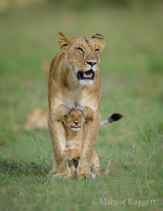 Funny Wildlife • Adorable lion cub with mom in the Masai Mara,...