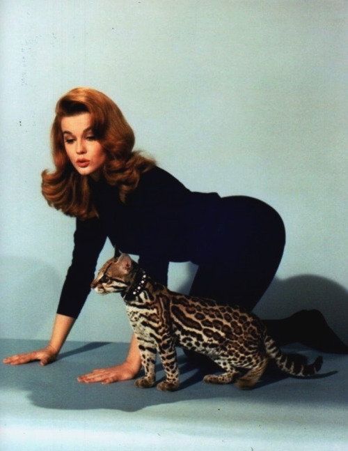 miss-vanilla:Ann-Margret in Kitten with a Whip (1964).  