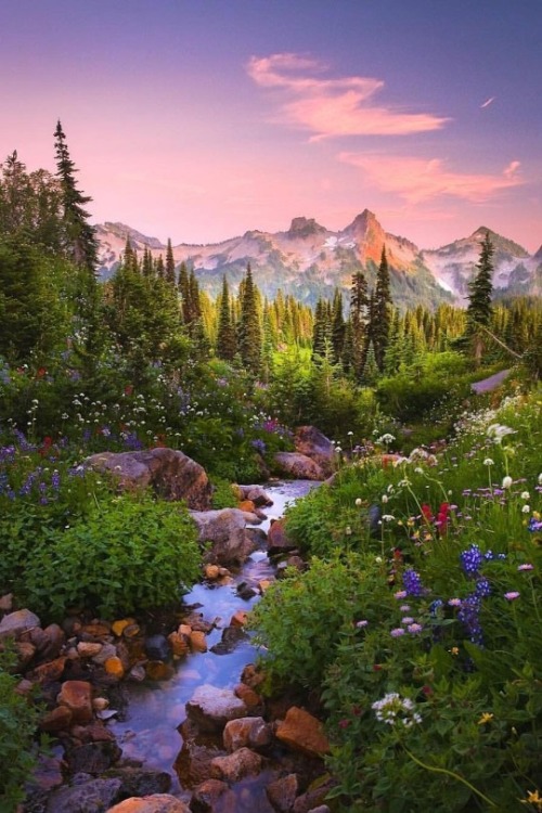 maureen2musings:Mount Rainier National Park...