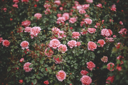 #roses | Tumblr