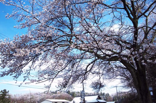 zekkei-beautiful-scenery:Cherry blossoms and snow falling in...