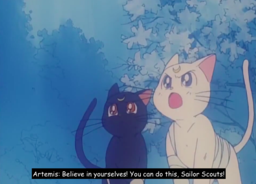 sailormoonsub:MY BEST FRIEND’S CAT JUST SPENT MY WHOLE...