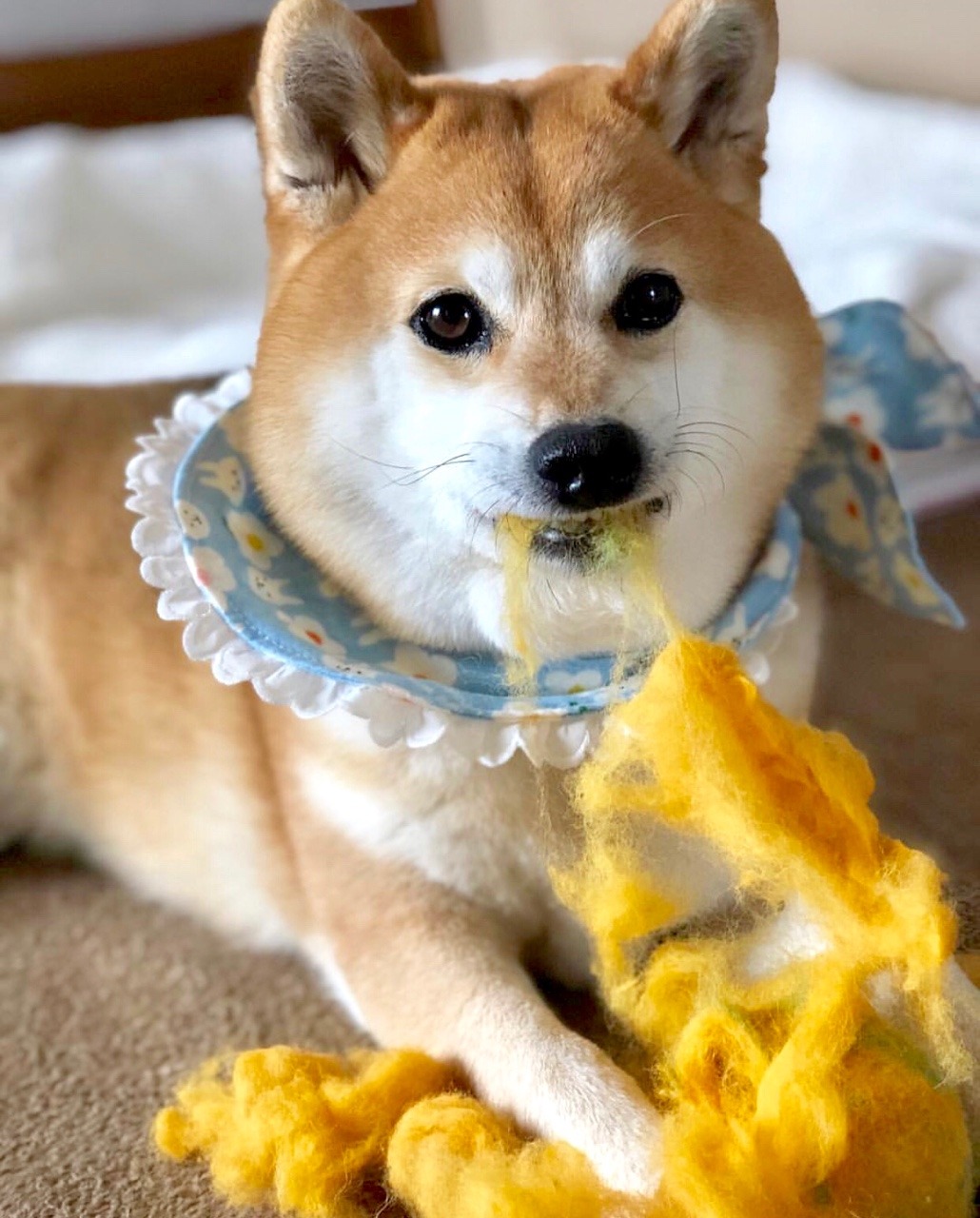 shiba inu on Tumblr