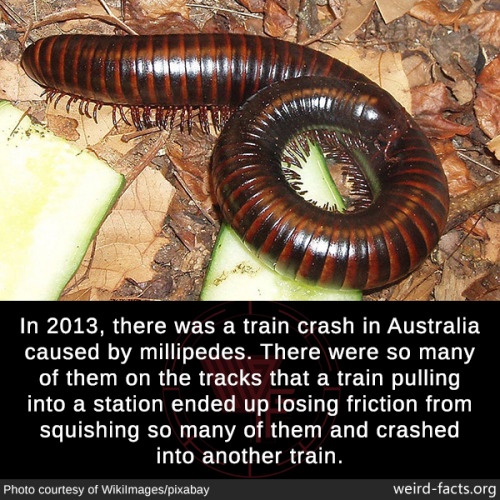 mindblowingfactz