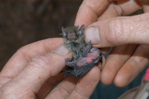 cosmickiwii:jadesandslash:I absolutely love tiny bats and you should tooJust look at...