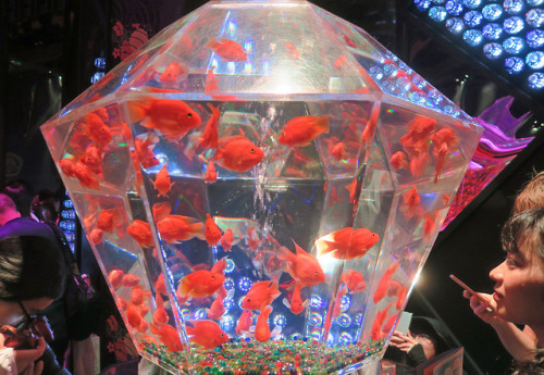 ninetail-fox:a goldfish bawl ,Nihonbashi