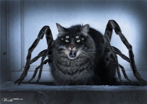 spider cat on Tumblr