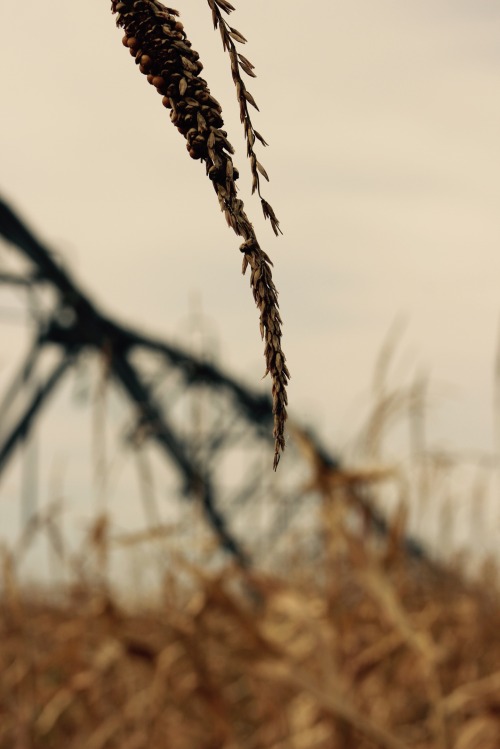 Got a little corny with the camera #corn #photographer #artist...