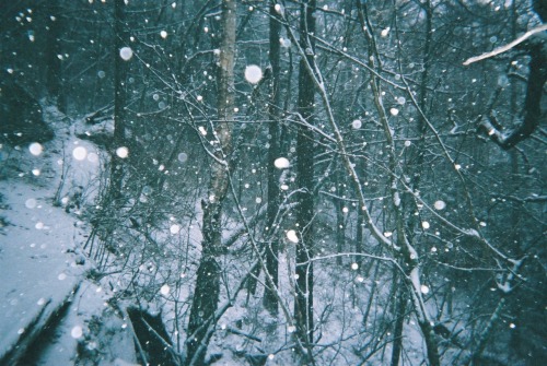 mtmizugaki film film photography 35mm film disposablecamera 写ルンです snow snowforest forest landscape noedit
