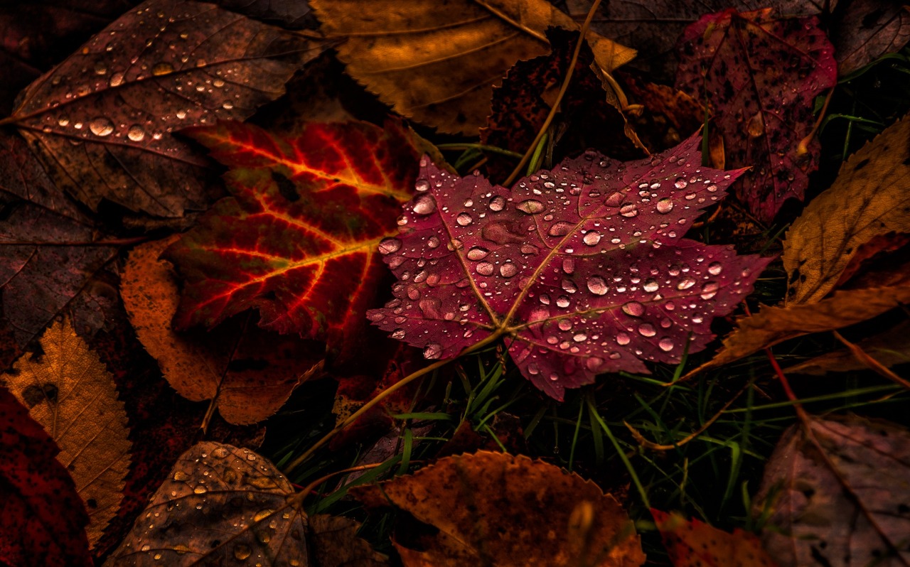 Top Shot: Ruby Red Raindrops Top Shot features... -- Editors' Spotlight ...