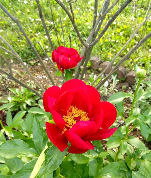 Amazing Red Peony Flower in my garden