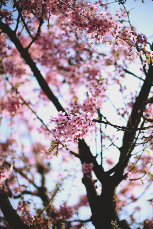 floral backgrounds | Tumblr