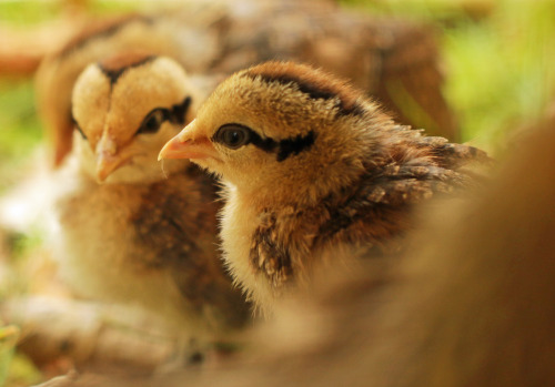 michaelnordeman:michaelnordeman:This family needed a home and...