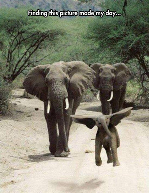 srsfunny:Dumbo Is Real