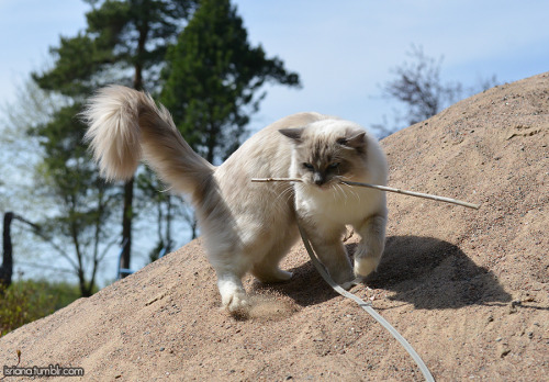 jossisgod:booksandcatslover:isriana:More pics of my ragdoll...