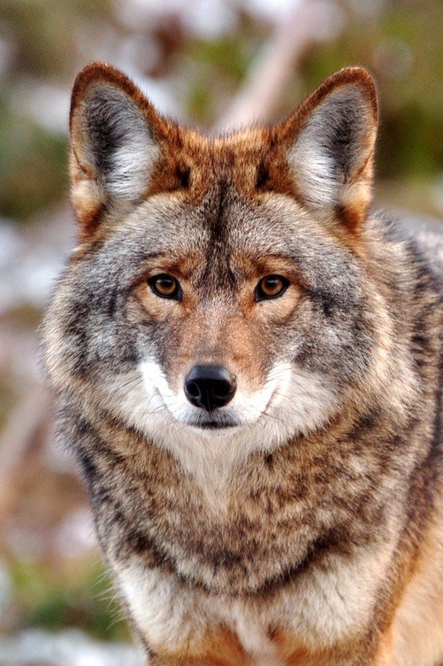 coywolf on Tumblr