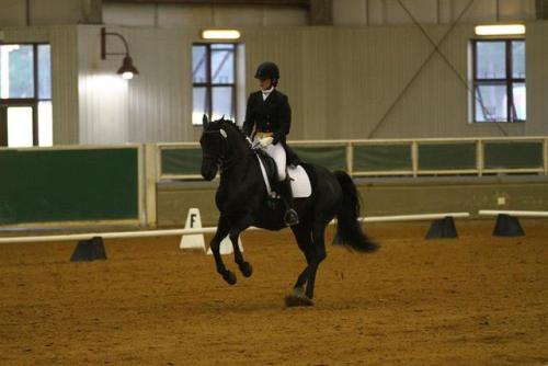 deadinsidedressage:hyperbemily:all-the-horses: GKB Coal...