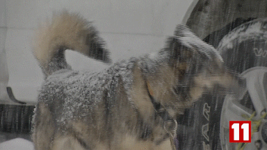 giffinggif