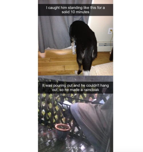 babyanimalgifs:These cute dog snapchats will make your day