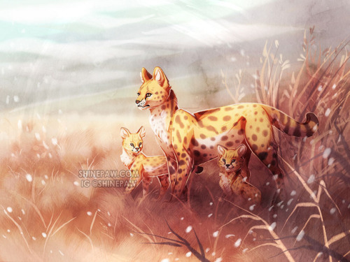 shinepaw:Servals