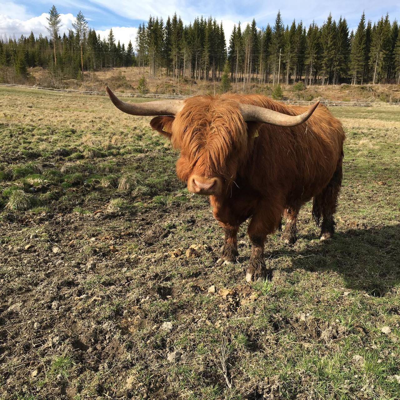 Highland Cattle Of Saarela — https://www.instagram.com/p/BOXbwqqlmeL ...