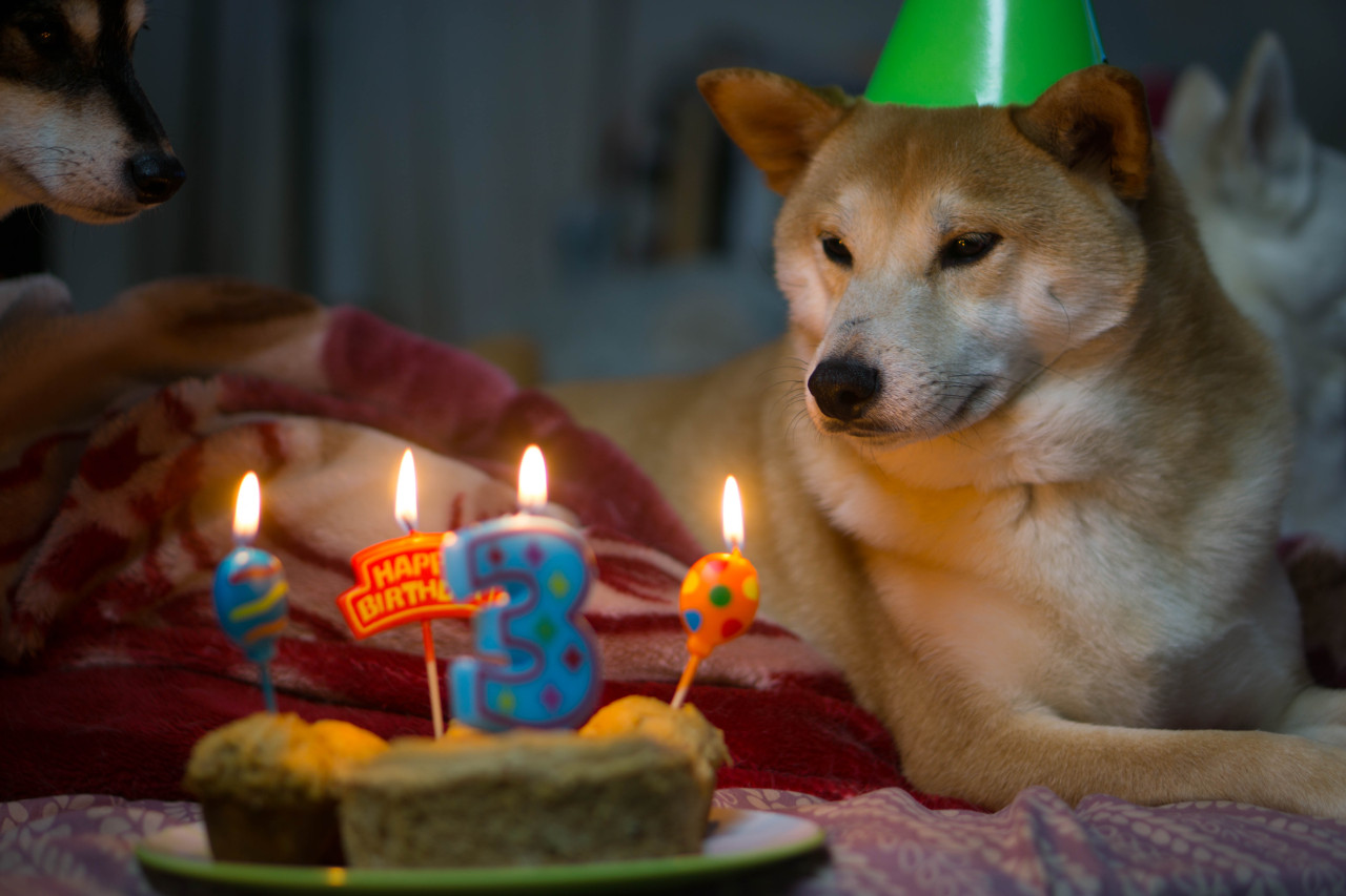 dog birthday party : k9chronicles: Happy 3rd Birthday Cheeto, what’d...