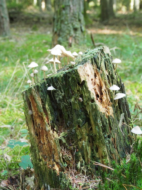 shroomlings:I just love finding mushroom castles!