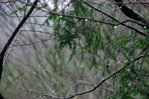 frolicingintheforest:Drenched Hemlocks.