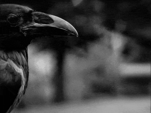 Crow Gif