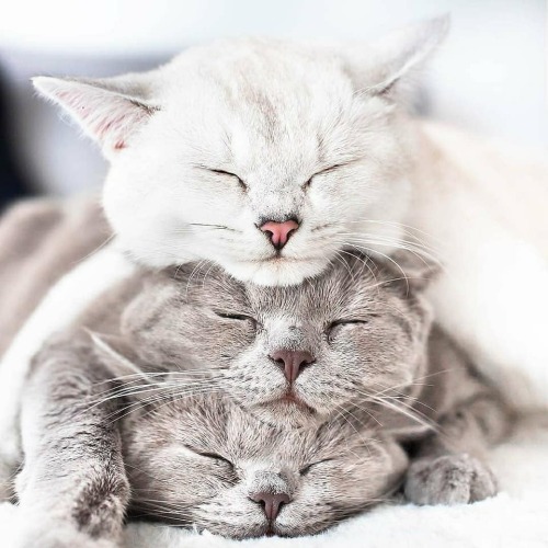 aww-so-pretty