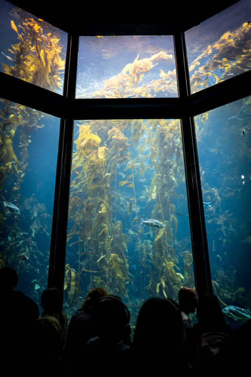 Aquarium  Tumblr