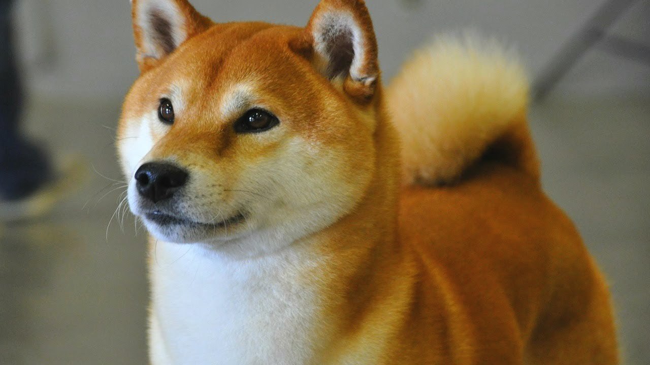 I Am But A Simple Witch Difference Between Shiba Inus And