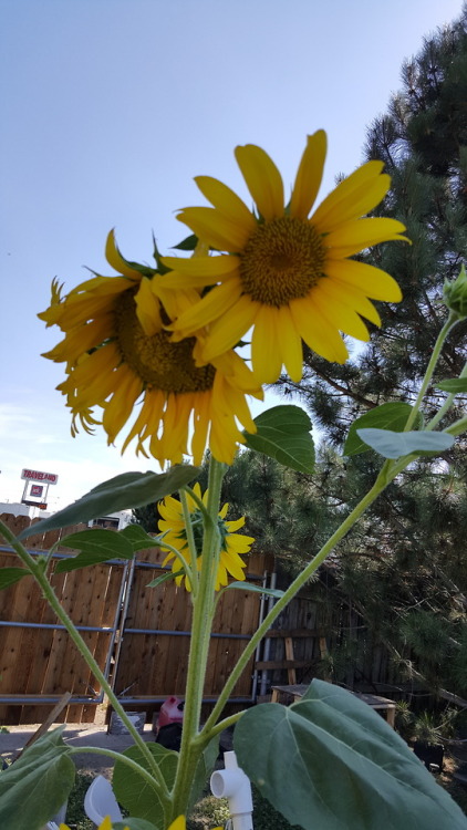 This year’s sunflowers