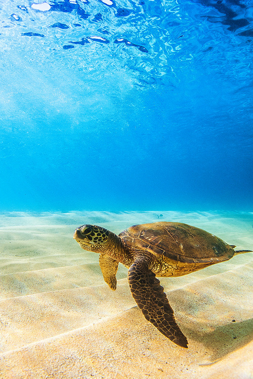 sea turtle | Tumblr