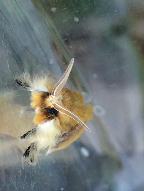 nanonaturalist:At last! My tiny fluffy teddy bear moths have...