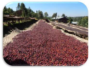 Specialty coffee cherries drying on raised beds at the Howolso cooperative in Ethiopia